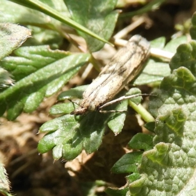 Faveria tritalis (Couchgrass Webworm) at Mount Clear, ACT - 13 Apr 2019 by Christine