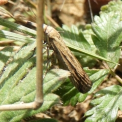 Faveria tritalis at Mount Clear, ACT - 13 Apr 2019