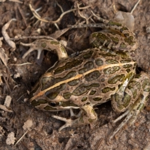 Limnodynastes tasmaniensis at Mount Clear, ACT - 13 Apr 2019