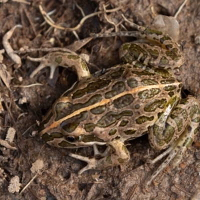 Limnodynastes tasmaniensis (Spotted Grass Frog) at Mount Clear, ACT - 13 Apr 2019 by rawshorty