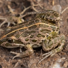 Limnodynastes tasmaniensis at Mount Clear, ACT - 13 Apr 2019