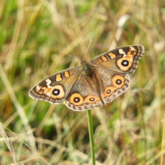 Junonia villida (Meadow Argus) at Kambah, ACT - 13 Apr 2019 by MatthewFrawley