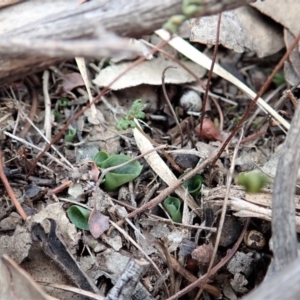 Corysanthes hispida at Aranda, ACT - suppressed