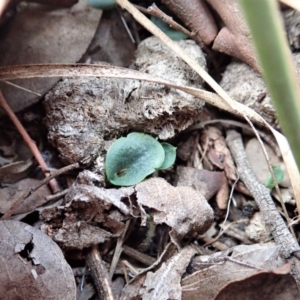 Corysanthes hispida at Aranda, ACT - suppressed