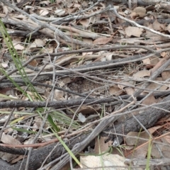 Corysanthes hispida at Aranda, ACT - 14 Apr 2019