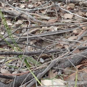 Corysanthes hispida at Aranda, ACT - suppressed