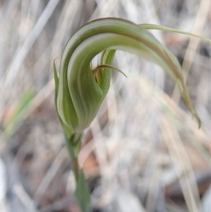 Diplodium ampliatum at Dunlop, ACT - 14 Apr 2019