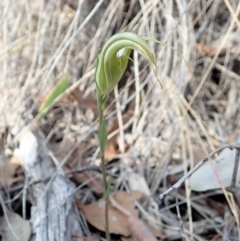 Diplodium ampliatum at Dunlop, ACT - 14 Apr 2019