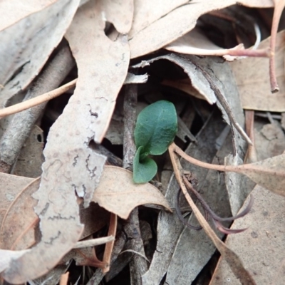 Pterostylis pedunculata (Maroonhood) at Cook, ACT - 14 Apr 2019 by CathB