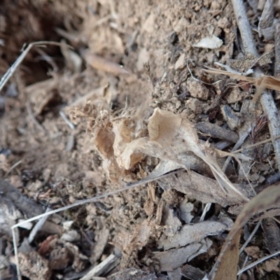 Corunastylis cornuta (Horned Midge Orchid) at Aranda, ACT - 14 Apr 2019 by CathB