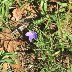 Wahlenbergia capillaris at Hughes, ACT - 10 Apr 2019 03:00 PM