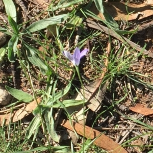 Wahlenbergia capillaris at Hughes, ACT - 10 Apr 2019