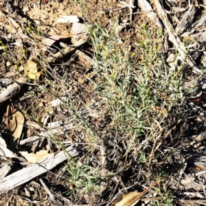 Senecio sp. at Hughes, ACT - 10 Apr 2019