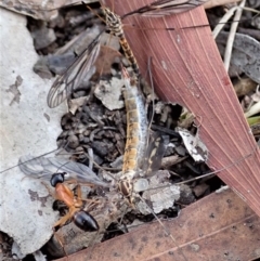 Ptilogyna sp. (genus) (A crane fly) at Mount Painter - 6 Apr 2019 by CathB