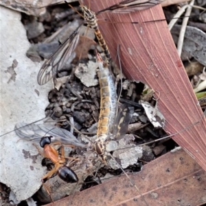 Ptilogyna sp. (genus) at Cook, ACT - 6 Apr 2019