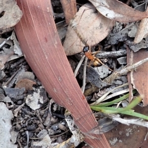 Ptilogyna sp. (genus) at Cook, ACT - 6 Apr 2019