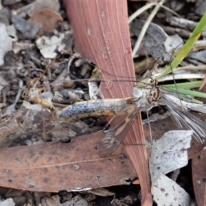 Ptilogyna sp. (genus) at Cook, ACT - 6 Apr 2019