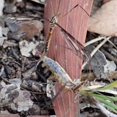 Ptilogyna sp. (genus) at Cook, ACT - 6 Apr 2019