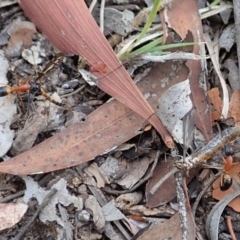 Ptilogyna sp. (genus) at Cook, ACT - 6 Apr 2019 05:23 PM