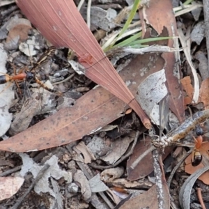 Ptilogyna sp. (genus) at Cook, ACT - 6 Apr 2019