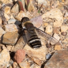 Villa sp. (genus) (Unidentified Villa bee fly) at Mount Clear, ACT - 13 Apr 2019 by rawshorty