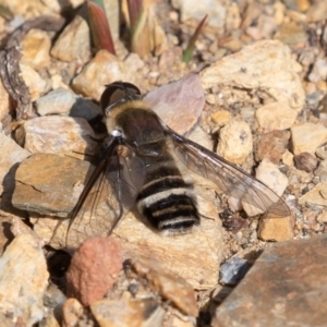 Villa sp. (genus) at Mount Clear, ACT - 13 Apr 2019 12:44 PM