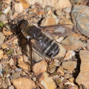 Villa sp. (genus) at Mount Clear, ACT - 13 Apr 2019