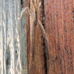 Sidymella trapezia at Cook, ACT - 13 Apr 2019