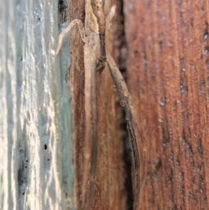 Sidymella trapezia at Cook, ACT - 13 Apr 2019