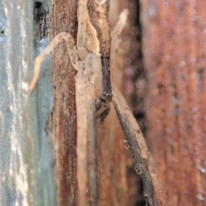 Sidymella trapezia at Cook, ACT - 13 Apr 2019