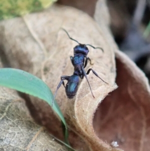 Rhytidoponera metallica at Cook, ACT - 13 Apr 2019