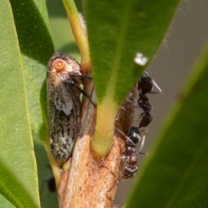 Malipo bianchii at Symonston, ACT - 14 Apr 2019 02:07 PM