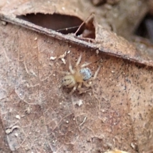 Maratus scutulatus at Cook, ACT - 13 Apr 2019