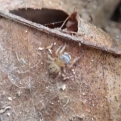 Maratus scutulatus at Cook, ACT - 13 Apr 2019 01:53 PM