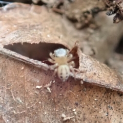 Maratus scutulatus at Cook, ACT - 13 Apr 2019 01:53 PM