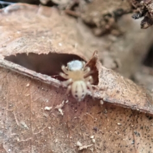 Maratus scutulatus at Cook, ACT - 13 Apr 2019 01:53 PM