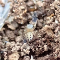 Maratus scutulatus at Cook, ACT - 13 Apr 2019 01:53 PM