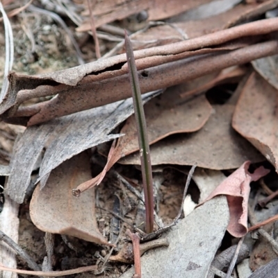 Thelymitra pauciflora (Slender Sun Orchid) at Cook, ACT - 6 Apr 2019 by CathB