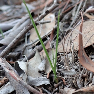 Diuris sulphurea (Tiger Orchid) at Cook, ACT - 6 Apr 2019 by CathB