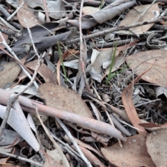 Diuris sulphurea at Cook, ACT - suppressed