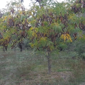 Gleditsia triacanthos at Isaacs Ridge - 14 Apr 2019