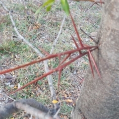 Gleditsia triacanthos at Isaacs Ridge - 14 Apr 2019