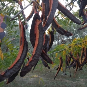 Gleditsia triacanthos at Isaacs Ridge - 14 Apr 2019