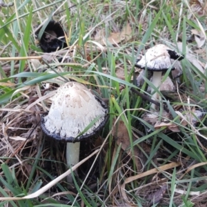 Coprinus comatus at Jerrabomberra, ACT - 14 Apr 2019