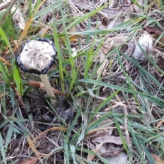 Coprinus comatus at Jerrabomberra, ACT - 14 Apr 2019