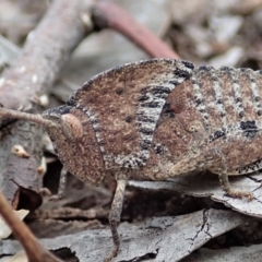 Goniaea sp. (genus) at Dunlop, ACT - 4 Apr 2019