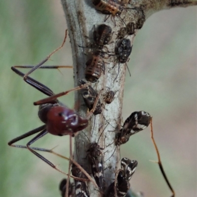 Acizzia acaciaedecurrentis (Early Green Wattle Psyllid) at Aranda Bushland - 13 Apr 2019 by CathB