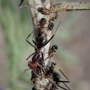 Acizzia acaciaedecurrentis at Dunlop, ACT - 14 Apr 2019 09:31 AM