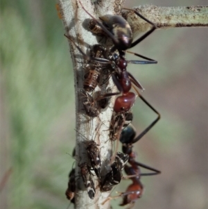 Acizzia acaciaedecurrentis at Dunlop, ACT - 14 Apr 2019 09:31 AM