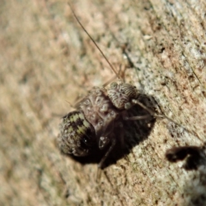 Psocodea 'Psocoptera' sp. (order) at Cook, ACT - 13 Apr 2019 03:43 PM